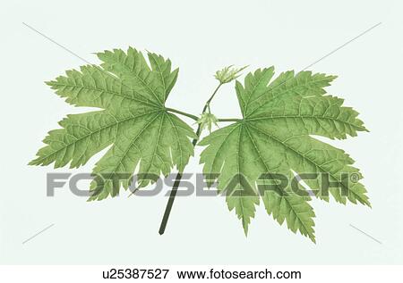Leaf View Large Photo Image Stock Photo - Leaf. Fotosearch