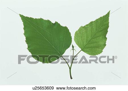 Leaf View Large Photo Image Stock Photo - Leaf. Fotosearch