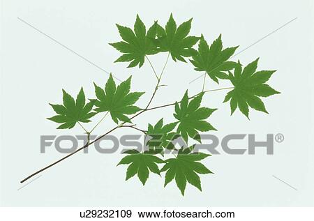 Leaf View Large Photo Image Stock Photo - Leaf. Fotosearch