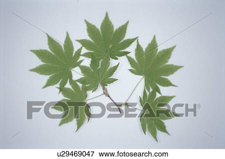 Leaf View Large Photo Image Stock Photo - Leaf. Fotosearch