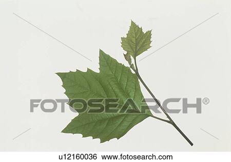 Leaf View Large Photo Image Stock Photograph - Leaf. Fotosearch