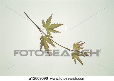 Stock Photograph - Leaf. Fotosearch
