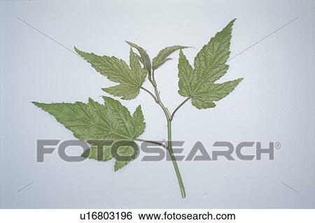 Stock Photograph - Leaf. Fotosearch
