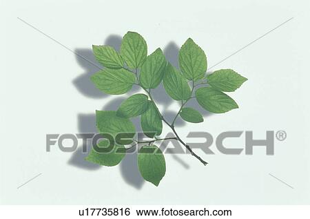 Stock Photograph - Leaf. Fotosearch