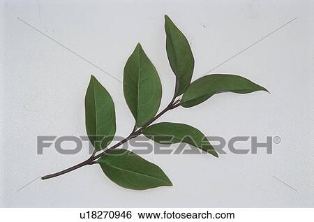 Stock Photograph - Leaf. Fotosearch