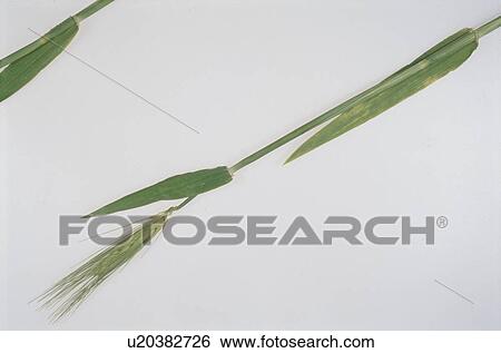 Stock Photograph - Leaf. Fotosearch