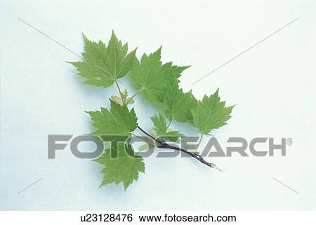 Stock Photograph - Leaf. Fotosearch