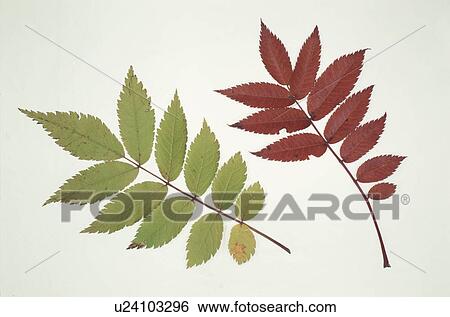 Leaf View Large Photo Image Stock Photograph - Leaf. Fotosearch