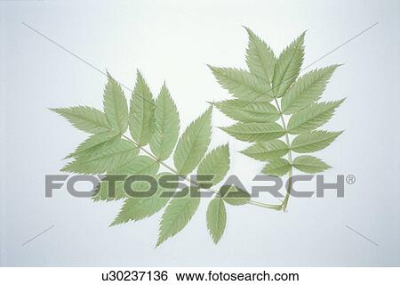 Leaf View Large Photo Image Stock Photograph - Leaf. Fotosearch