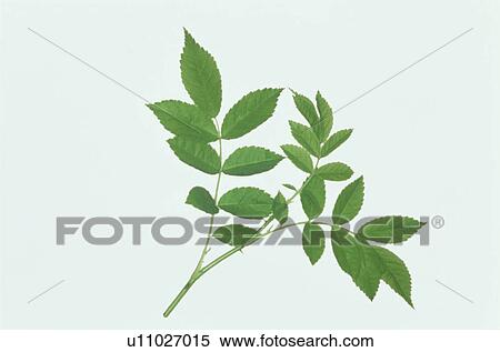 Leaf View Large Photo Image Stock Photography - Leaf. Fotosearch