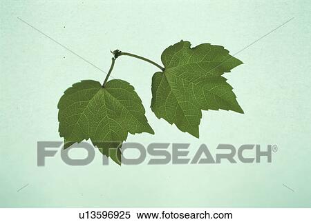 Leaf View Large Photo Image Stock Photography - Leaf. Fotosearch