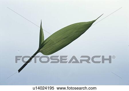 Leaf View Large Photo Image Stock Photography - Leaf. Fotosearch