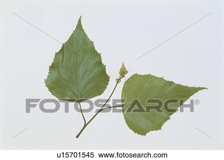 Stock Photography - Leaf. Fotosearch