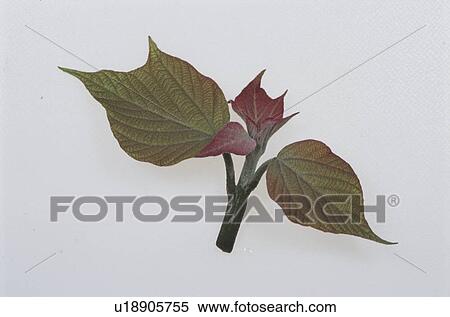 Stock Photography - Leaf. Fotosearch