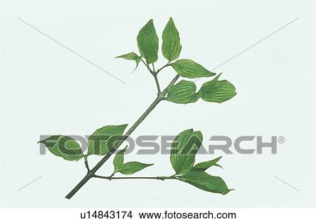 Sprig View Large Photo Image Picture - Sprig. Fotosearch