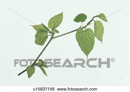 Sprig View Large Photo Image Stock Photograph - Sprig. Fotosearch