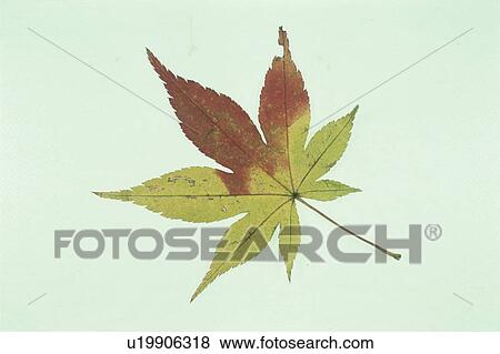 Stock Photo - The Autumn Leaves Of A Maple. Fotosearch
