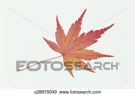 The Autumn Leaves Of A Maple View Large Photo Image Stock Photo - The Autumn Leaves Of A Maple. Fotosearch
