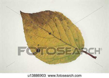 Yellow Leaves View Large Photo Image Stock Image - Yellow Leaves. Fotosearch