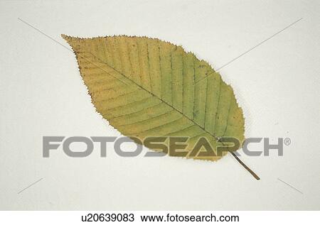 Stock Image - Yellow Leaves. Fotosearch