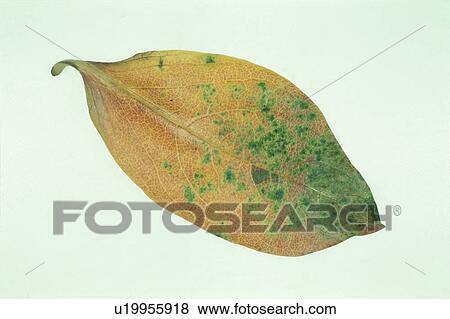 Yellow Leaves View Large Photo Image Stock Photo - Yellow Leaves. Fotosearch