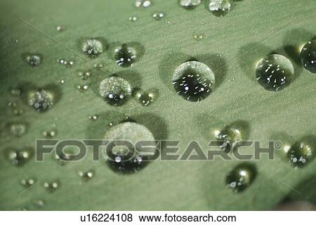 Waterdrop View Large Photo Image Stock Photo - Waterdrop. Fotosearch