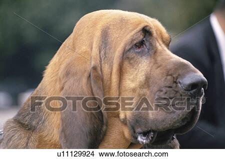 Picture - A Brown Dog. Fotosearch