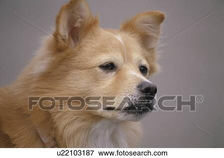 A Brown Dog View Large Photo Image Stock Photo - A Brown Dog. Fotosearch