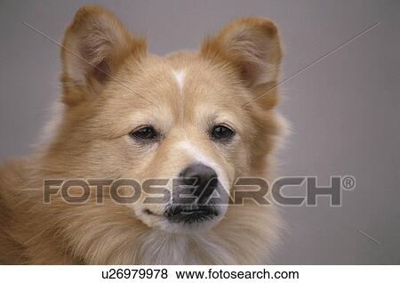 A Brown Dog View Large Photo Image Stock Photo - A Brown Dog. Fotosearch