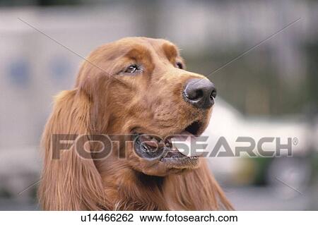 Stock Image - A Brown Irish Setter. Fotosearch