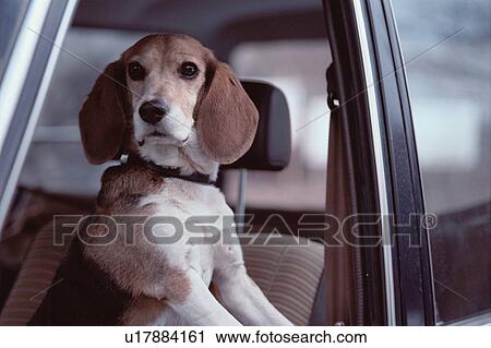 Beagle In Car View Large Photo Image Stock Image - Beagle In Car. Fotosearch