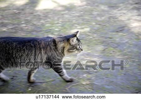 Picture - Cat. Fotosearch