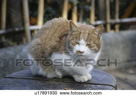 Stock Image - Cat. Fotosearch
