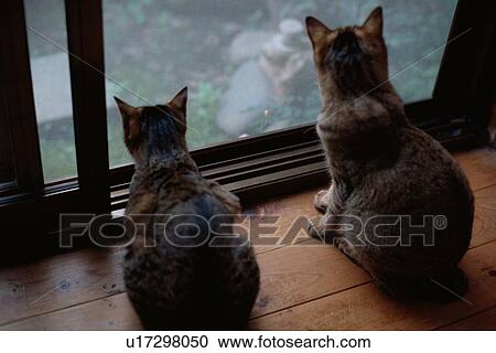 Stock Image - Cats Looking Through Window. Fotosearch