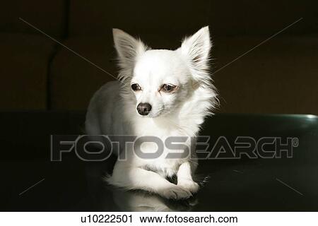 Stock Image - Chihuahua At Dusk. Fotosearch