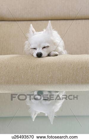 Stock Image - Chihuahua Reflected On A Table. Fotosearch