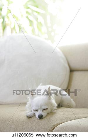 Stock Photography - Chihuahua Sleeps At A Sofa. Fotosearch