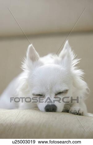 Chihuahua Sleeps Soundly View Large Photo Image Stock Photo - Chihuahua Sleeps Soundly. Fotosearch