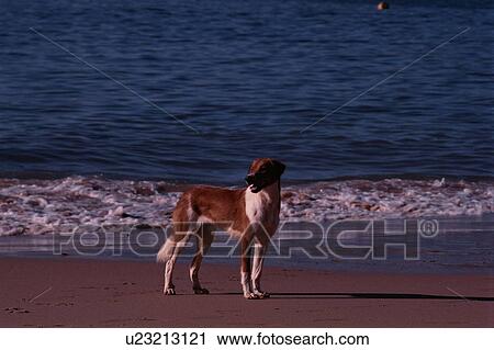 Stock Image - Dog At Beach. Fotosearch