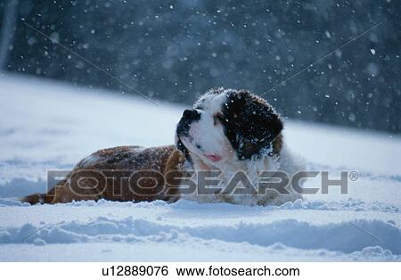 Stock Photograph - Dog In Snow. Fotosearch