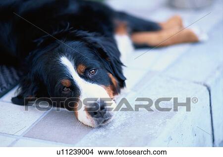 Dog On Pavement View Large Photo Image Picture - Dog On Pavement. Fotosearch