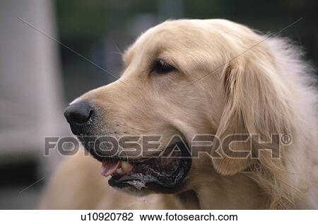 Dog View Large Photo Image Stock Image - Dog. Fotosearch