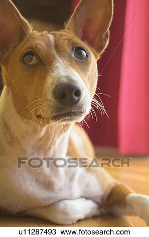 Stock Image - Dog. Fotosearch