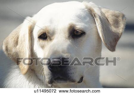 Stock Image - Dog. Fotosearch