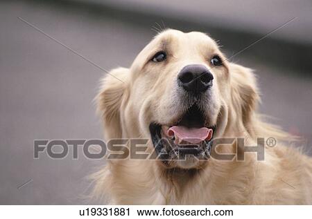 Dog View Large Photo Image Stock Image - Dog. Fotosearch