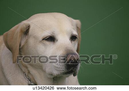 Stock Photograph - Dog. Fotosearch