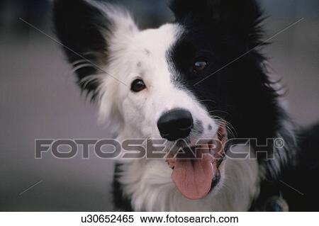 Dog View Large Photo Image Stock Photography - Dog. Fotosearch