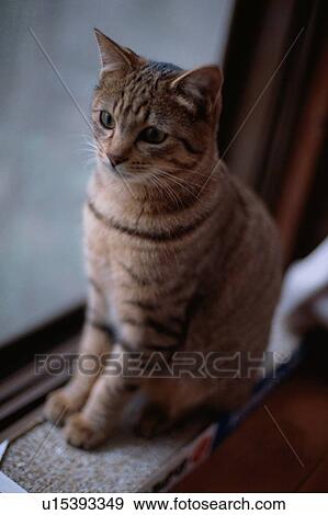 Stock Photo - Domestic Cat Near Window. Fotosearch