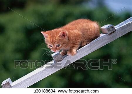 Ginger Kitten On Ladder View Large Photo Image Picture - Ginger Kitten On Ladder. Fotosearch