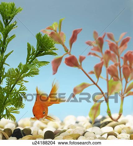 Goldfish in Tank View Large Photo Image Picture - Goldfish in Tank. Fotosearch